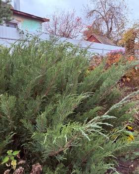 Дом 49м², 1-этажный, участок 5 сот.