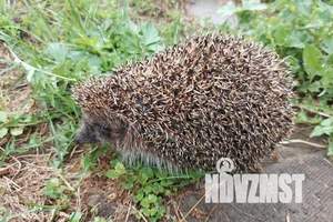 Дом 320м&sup2;, 3-этажный, посуточно, 