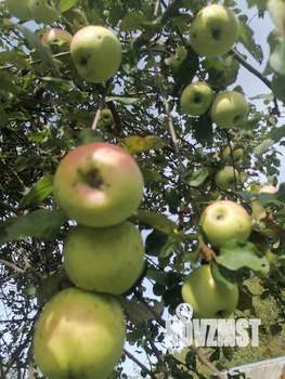 Дом 20м², 1-этажный, участок 10 сот.  