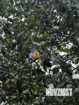 Дом 25м&sup2;, 1-этажный, участок 5 сот.  