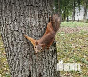 Студия квартира, посуточно, 31м2, 19/19 этаж